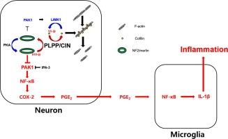 Neuronal PLPP/CIN exaggerates the immune response of hippocampal microglia to LPS challenge dependent on PAK1-NF-κB-COX-2 signaling pathway