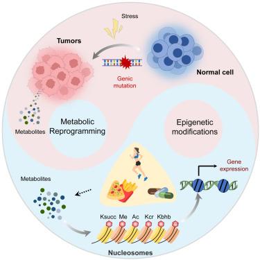 Crosstalk between metabolic and epigenetic modifications during cell carcinogenesis