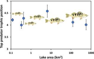 Littoral resources, food chain length and top predator size - Are these connected with lake size?