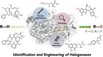 Recent trends in the identification and engineering of halogenases