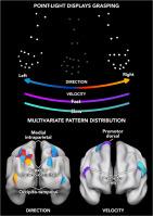 Direction and velocity kinematic features of point-light displays grasping actions are differentially coded within the action observation network