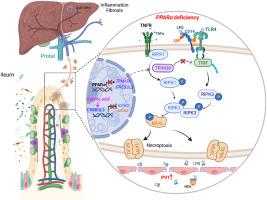 PPARα affects hepatic lipid homeostasis by perturbing necroptosis signals in the intestinal epithelium