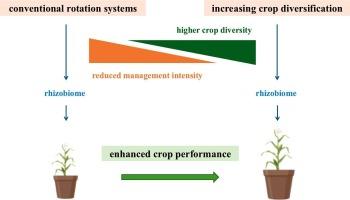 Increased diversification of crop rotation systems induces plant-beneficial rhizobiomes to facilitate crop performance