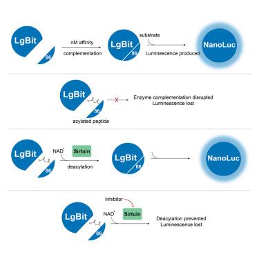 Bioluminescence assay of lysine deacylase sirtuin activity