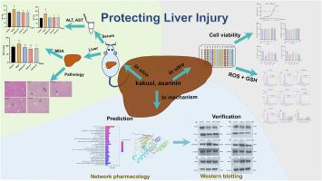 Kakuol and asarinin protecting liver injury via HSP90AA1/CDK2/mTOR signaling pathway