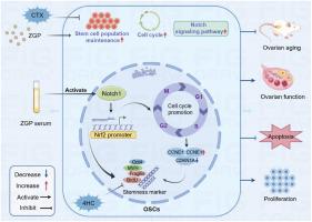 Zuogui pills ameliorate chemotherapy-induced ovarian aging by improving stemness, regulating cell cycle and reducing apoptosis of oogonial stem cells via the Notch1/Nrf2 pathway