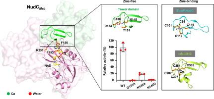 Structural Studies on Mycobacterial NudC Reveal a Class of Zinc Independent NADH Pyrophosphatase