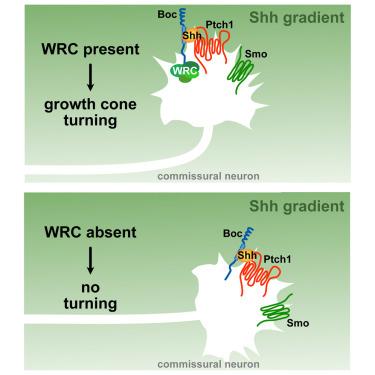 The WAVE regulatory complex interacts with Boc and is required for Shh-mediated axon guidance