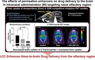 Brain drug delivery from the nasal olfactory region is enhanced using lauroylcholine chloride: An estimation using in vivo PET imaging