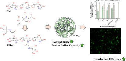 Tricine-modified chitosan as a strategy for enhancing hydrophilicity and gene delivery