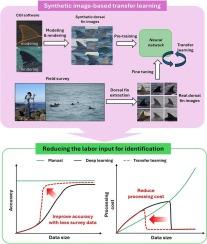 Bottlenose dolphin identification using synthetic image-based transfer learning