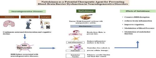 “Nattokinase as a potential therapeutic agent for preventing blood-brain barrier dysfunction in neurodegenerative disorders”