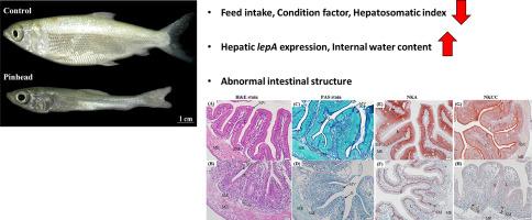 Physiology, leptin gene expression, and intestinal morphology of pinhead and starved milkfish (Chanos chanos)