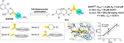 Optimization of SHP2 allosteric inhibitors with novel tail heterocycles and their potential as antitumor therapeutics