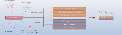 The LDL Receptor-Related Protein 1: Mechanisms and roles in promoting Aβ efflux transporter in Alzheimer’s disease