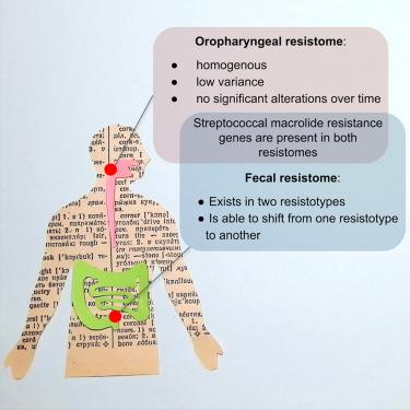 Oropharyngeal resistome remains stable during COVID-19 therapy, while fecal resistome shifts toward a less diverse resistotype