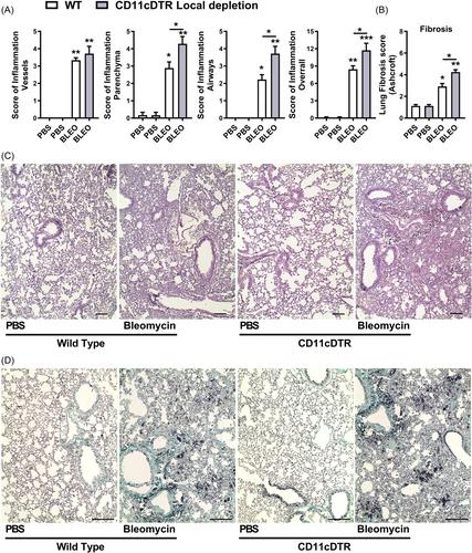 Opposite effects of systemic and local conditional CD11c+ myeloid cell depletion during bleomycin-induced inflammation and fibrosis in mice