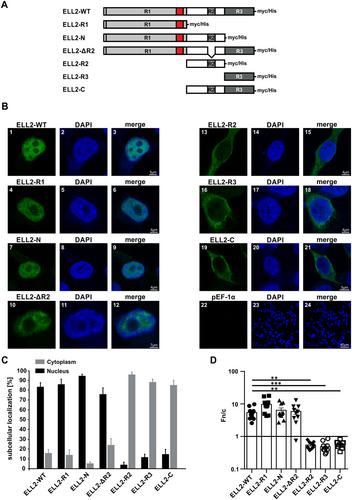 Identification of a Nuclear Localization Signal (NLS) in Human Transcription Elongation Factor ELL2