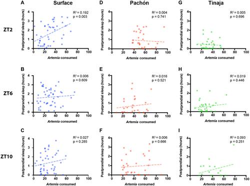 Postprandial Sleep in Short-Sleeping Mexican Cavefish