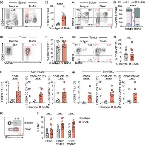 Dual CD47 and PD-L1 blockade elicits anti-tumor immunity by intratumoral CD8+ T cells