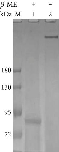 Purification of Hemocyanin-Derived Phenoloxidase and Comparison of Its Properties With Polyphenoloxidase in the Shrimp Litopenaeus vannamei