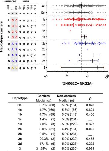 NKG2C Sequence Polymorphism Modulates the Expansion of Adaptive NK Cells in Response to Human CMV