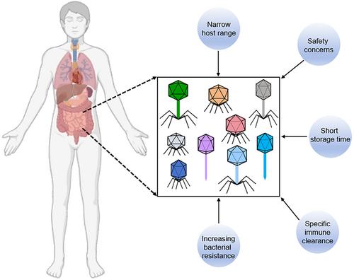 Bacteriophages and their potential for treatment of metabolic diseases