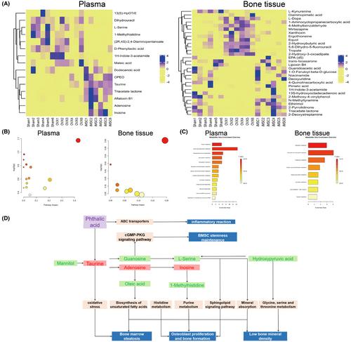 iPSCs-derived iMSCs prevent osteoporotic bone loss and affect bone metabolites in ovariectomized mice