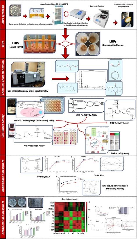 Chemical Characterization, Cell-Based Safety, and Antioxidant Assessments of Lactobacillus helveticus Postbiotics and Their Potential Antibacterial Effects and Mode of Action Against Food-Borne Multidrug-Resistant Staphylococcus aureus and Enterohaemorrhagic Escherichia coli O157:H7