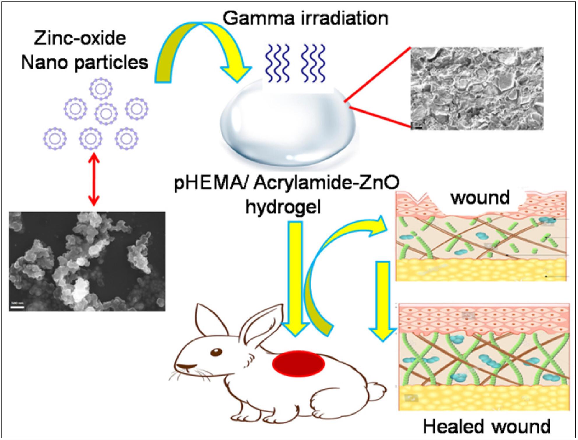 Zinc Oxide Nanoparticles Incorporated in Poly-Hydroxyethyl Methacrylate/Acrylamide Membrane Trigger the Key Events of Full-Thickness Wound Healing in a Rabbit Model