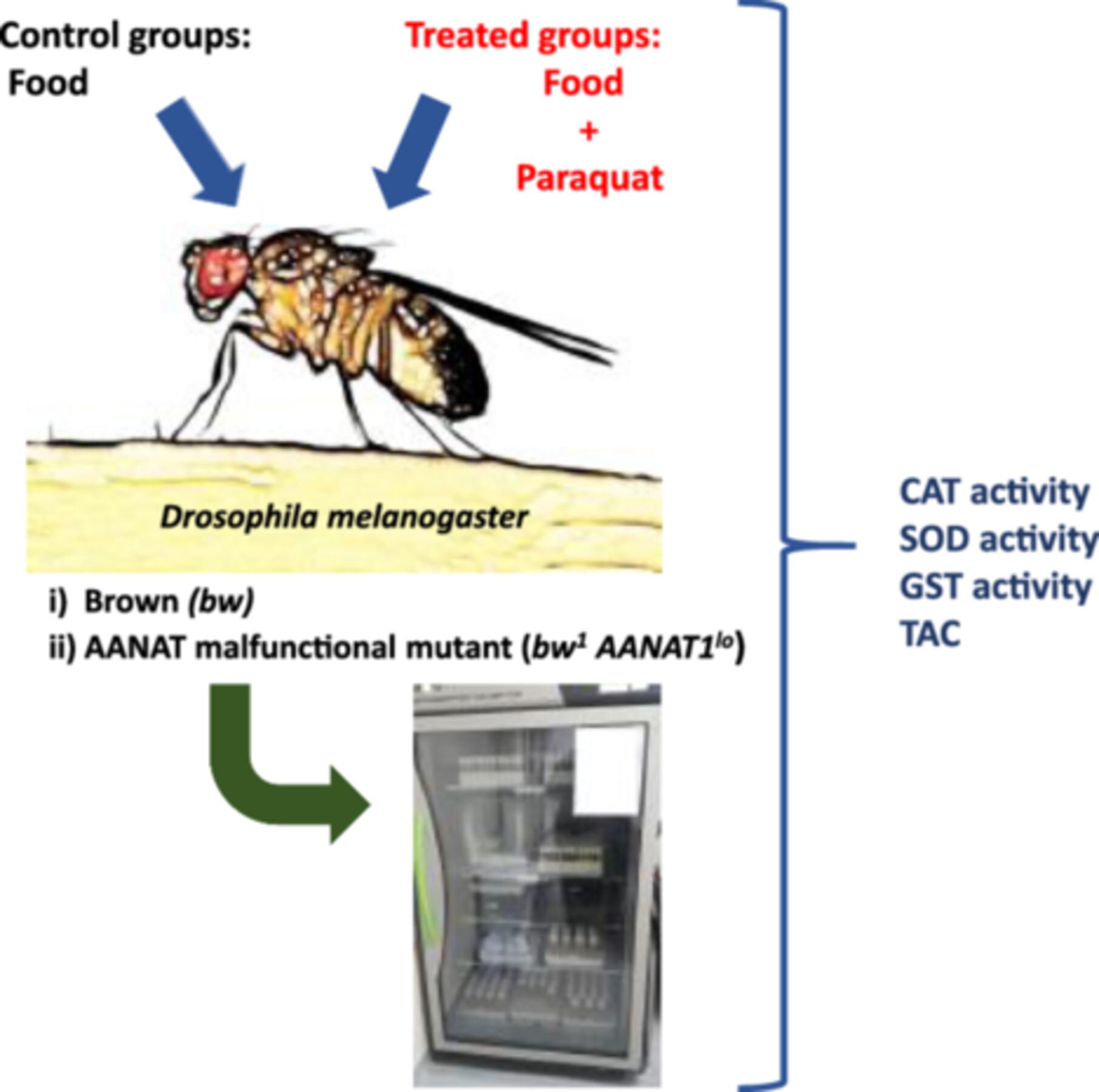 Role of Aralkylamine N-Acetyltransferase in the Response to Antioxidative Stress in the Fruit Fly Drosophila Melanogaster Adults