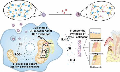 Turn Hood into Good: Recycling Silicon from Mesoporous Silica Nanoparticles through Magnesium Modification to Lower Toxicity and Promote Tissue Regeneration