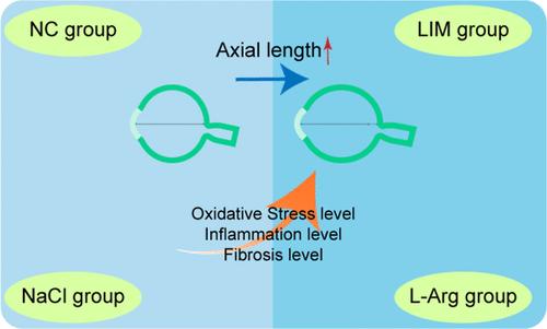 Excessive Supplement of l-Arginine Induces Myopia via Orchestrating the MEK-ERK-NO Signaling Pathway