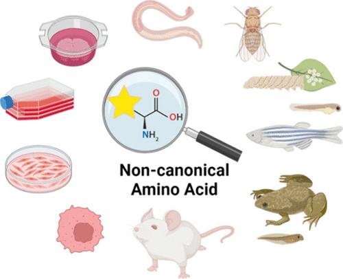 Noncanonical Amino Acid Incorporation in Animals and Animal Cells