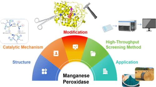 Enhancing Manganese Peroxidase: Innovations in Genetic Modification, Screening Processes, and Sustainable Agricultural Applications