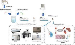 Preparation and characterization of white shrimp hydrolysate–xylooligosaccharide Maillard products and their in vivo promotive effects of zinc absorption in mice