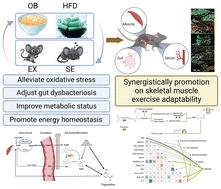 Interaction of oat bran and exercise training improved exercise adaptability via alleviating oxidative stress and promoting energy homeostasis†