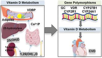 Correlation between vitamin D metabolic pathway-related gene polymorphisms and cardiovascular disease