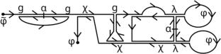 Universality class of interacting directed single- and double-strand homopolymers