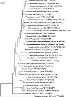 Nocardioides xinjiangensis sp. nov., a novel species isolated from desert soil