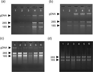 An Improved RNA Extraction Method for Octocorals and Its Application in Transcriptome Analysis of Dark-Induced Bleaching Octocoral