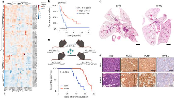 A STAT3–STING–IFN axis controls the metastatic spread of small cell lung cancer