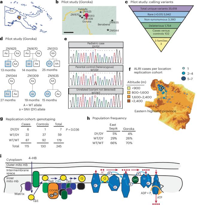 Novel coenzyme Q6 genetic variant increases susceptibility to pneumococcal disease