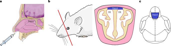 Murine model of minimally invasive nasal depot (MIND) technique for central nervous system delivery of blood–brain barrier-impermeant therapeutics