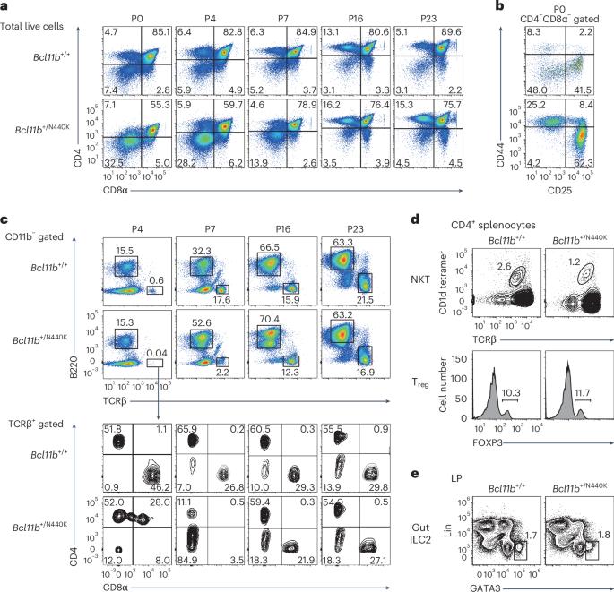 A mutant BCL11B-N440K protein interferes with BCL11A function during T lymphocyte and neuronal development