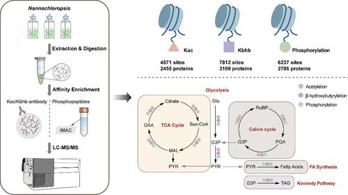 Global Profiling of Protein Phosphorylation, Acetylation, and β-Hydroxybutyrylation in Nannochloropsis oceanica