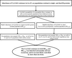 Inheritance of Cry2Ab2 resistance in two Helicoverpa zea (Lepidoptera: Noctuidae) populations resistant to single- and dual-Bacillus thuringiensis proteins