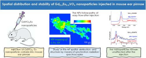 Spatial distribution and stability of Gd0.6Eu0.4VO4 nanoparticles injected in mouse ear pinnae