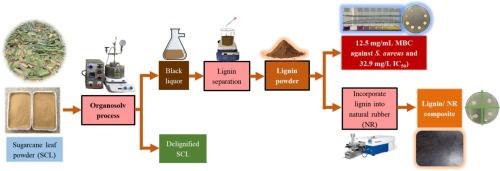 Sugarcane leaf-derived organosolv lignin as antibacterial and antioxidant agents of natural rubber composites