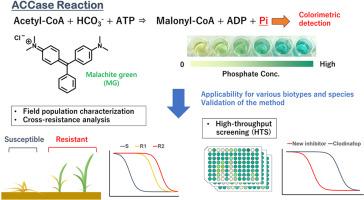 Validation of assay for measuring acetyl-coenzyme a carboxylase activity in grasses using malachite green